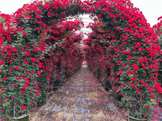 苗木修剪十大误区及操作要点(图1)