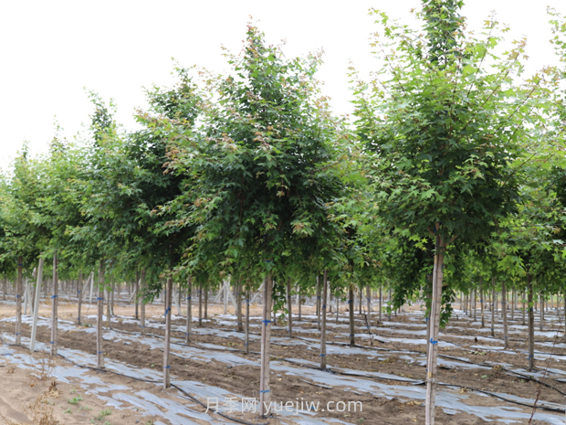 月季选苗时，要注意哪些事项？(图1)