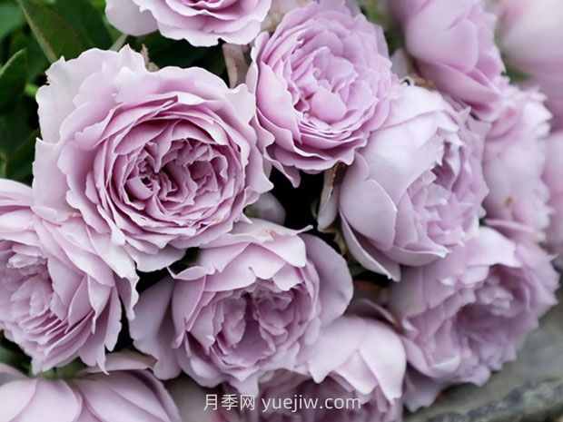 蓝色阴雨月季，花开如瀑的蓝紫色爬藤(图2)