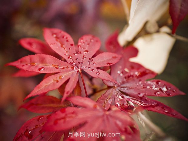 如何防控美国红枫夏季叶片突然变红(图1)