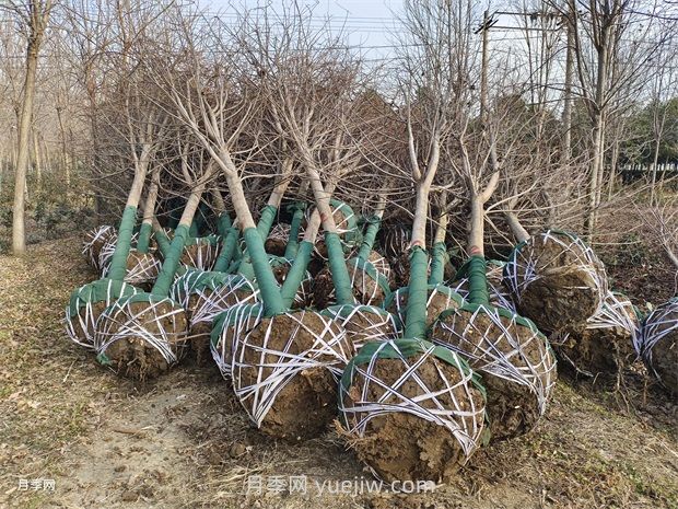 如何防控美国红枫夏季叶片突然变红(图2)