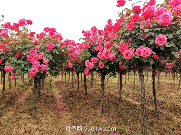 园林绿化科学管理三字经(图1)