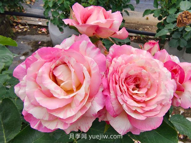 新栽苗木快速生根的方法(图1)