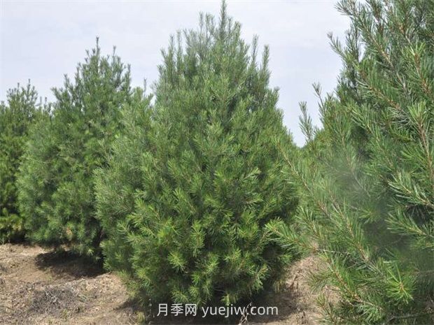 白皮松养护管理(图1)