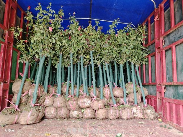 3公分月季树多少钱？2025年树状月季新价格(图3)