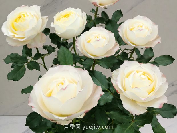 柠檬美人月季(图1)