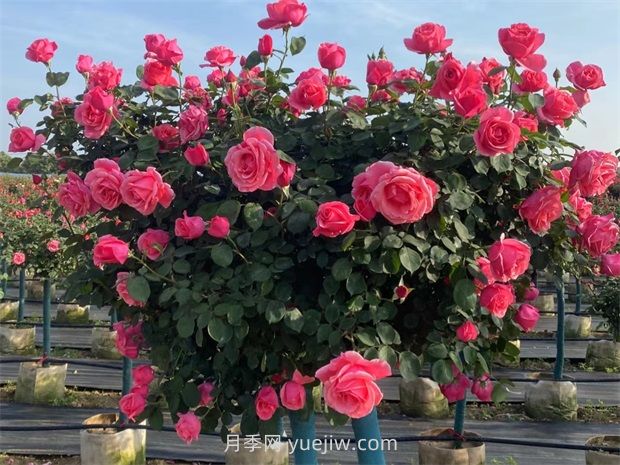 怎样保证树状月季花朵的丰富层次感？(图1)