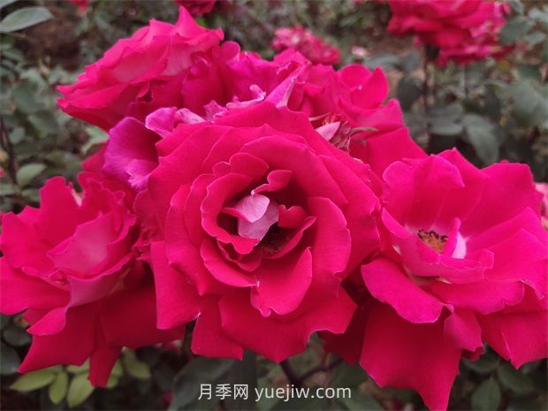 爱月季的优缺点是什么？(图1)