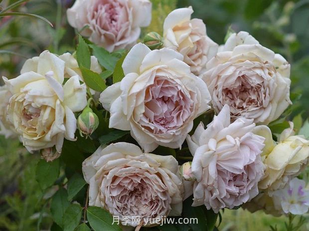 金色礼服月季的优缺点是什么？(图1)