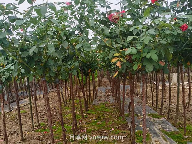夏季月季管理做好这5点，长势旺盛，秋花更美(图3)