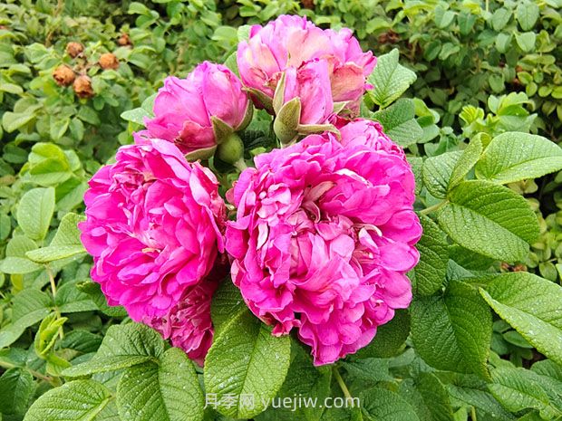 月季的文化世界，园林绿化的多彩花海(图2)