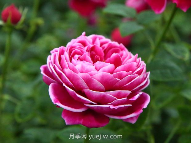 日本玛丽玫瑰月季的优缺点是什么？(图1)