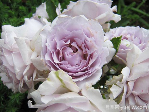 光之天使路西法月季的优缺点是什么?(图1) 光之天使路西法月季的优缺点是什么?(图1)