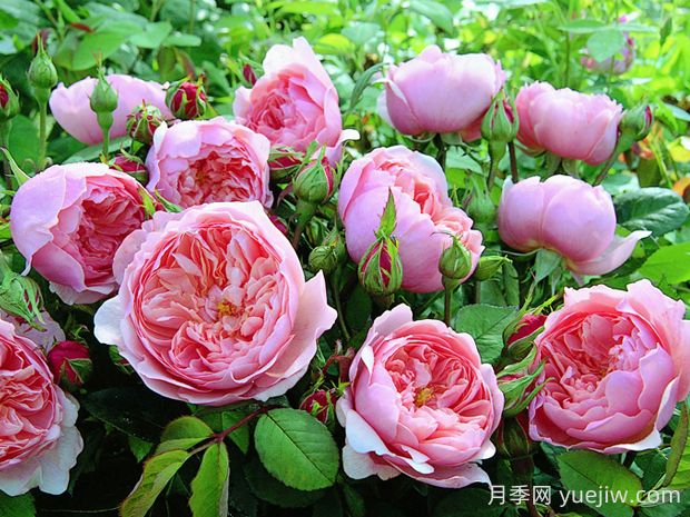 安尼克城堡月季的优缺点是什么?(图1) 安尼克城堡月季的优缺点是什么?(图1)