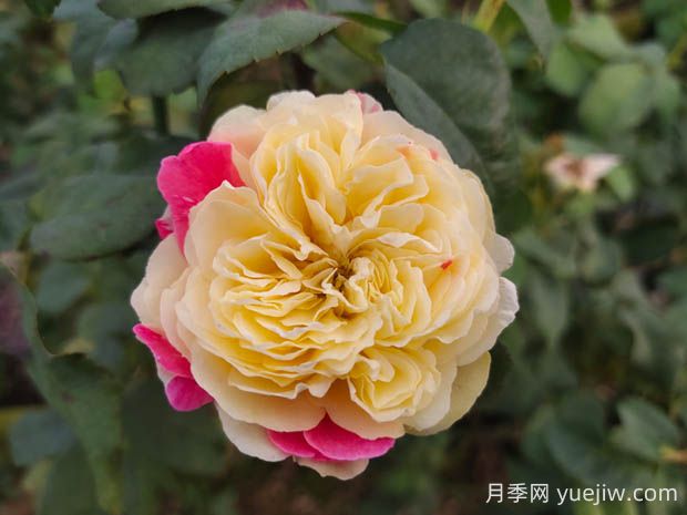 风月月季的优缺点是什么?(图1) 风月月季的优缺点是什么?(图1)