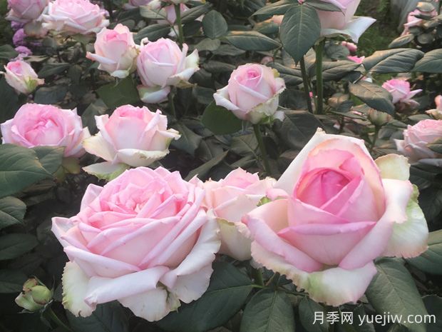 乐天派月季的优缺点是什么？(图1)