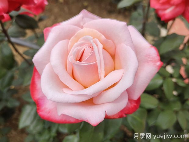 丹顶月季的优缺点是什么？(图1)