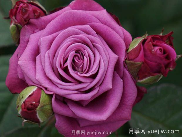 冥王星阳台月季的优缺点是什么?(图1) 冥王星阳台月季的优缺点是什么?(图1)