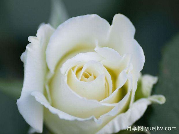 第一白月季的优缺点是什么？(图1)