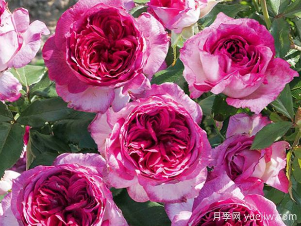 蓝莓蛋糕月季的优缺点是什么？(图1)