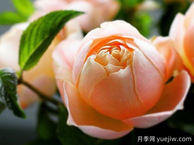 可爱粉底月季(图1)