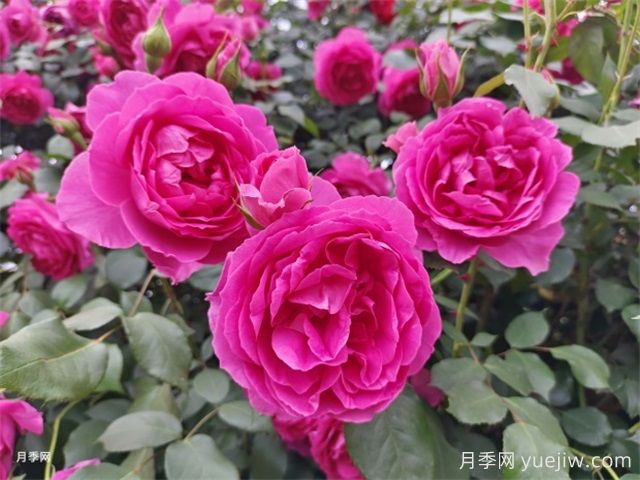 甘孜月季应用和月季景观(图1)