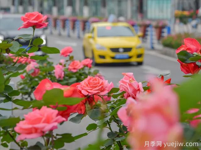 重庆月季应用和月季景观(图2)