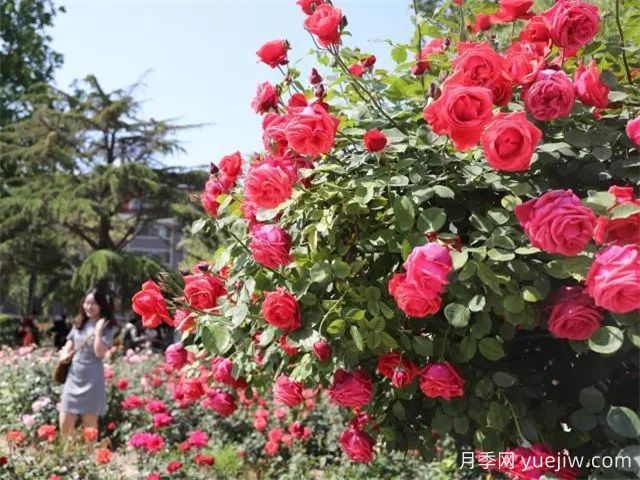 天津月季市花文化和月季景观(图4)