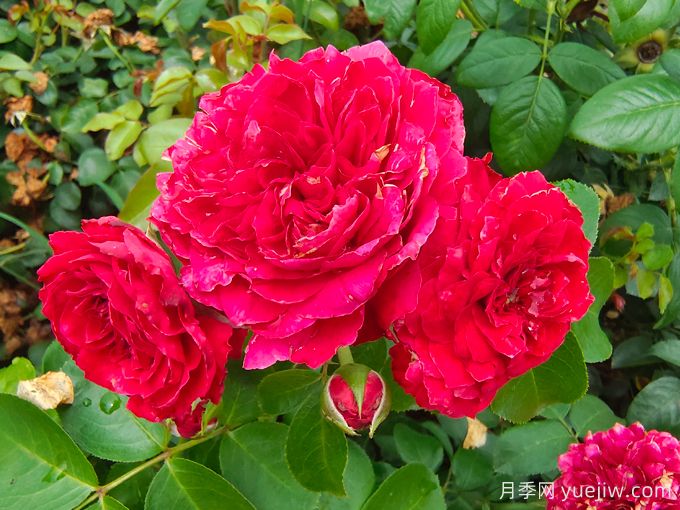 红达/红色达芬奇月季基地杯苗美植袋苗批发(图3)