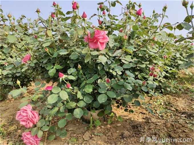 月季度夏指南，夏季红蜘蛛黑斑病防治教程(图3)