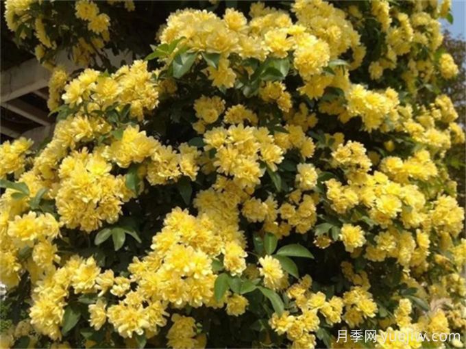 蔷薇百科之黄木香(图2)