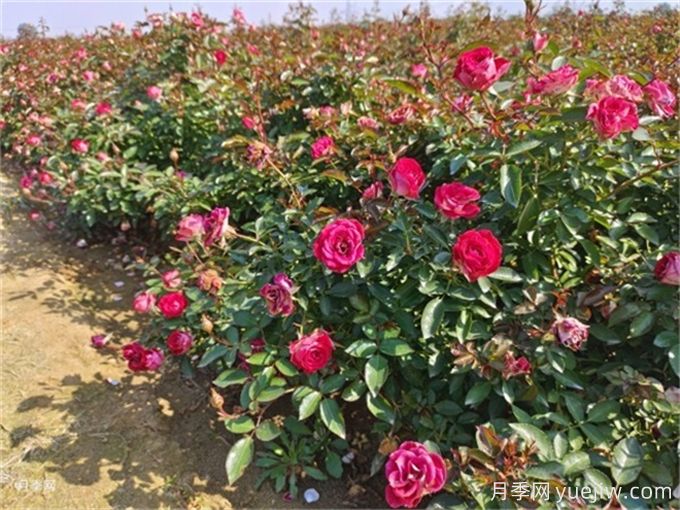 月季的夏季养护方法(图1)