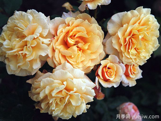 糖果童话月季(图2)