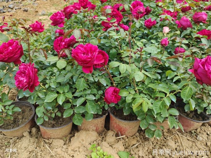 苗木速生期怎么管理(图1) 苗木速生期怎么管理(图1)