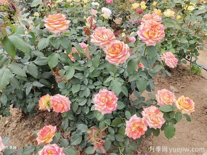 园林苗木行业相关概念、术语分享(图1)