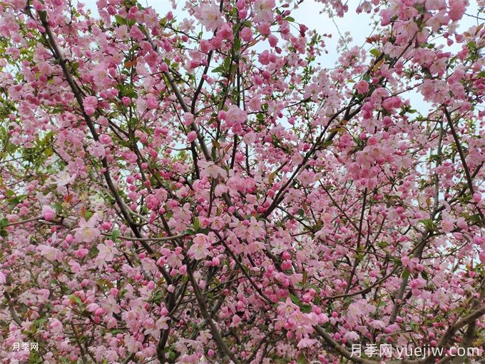 海棠花病虫害的防治(图1)