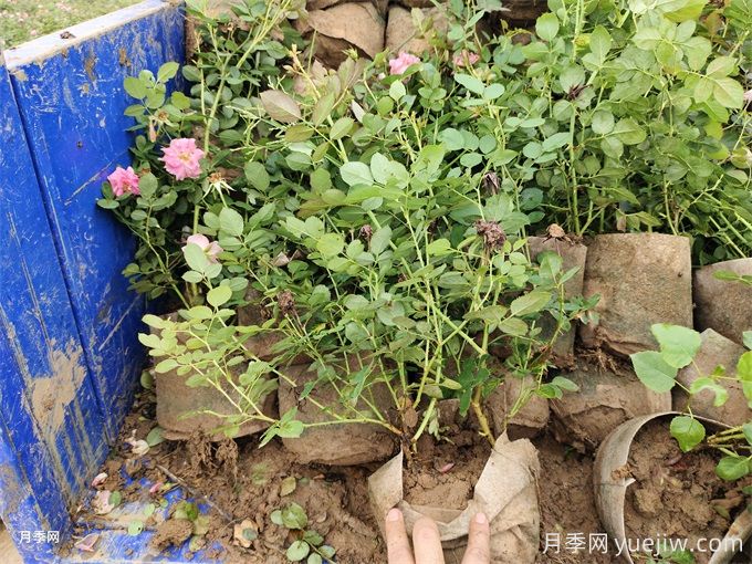 月季花盆栽种植技术(图1)