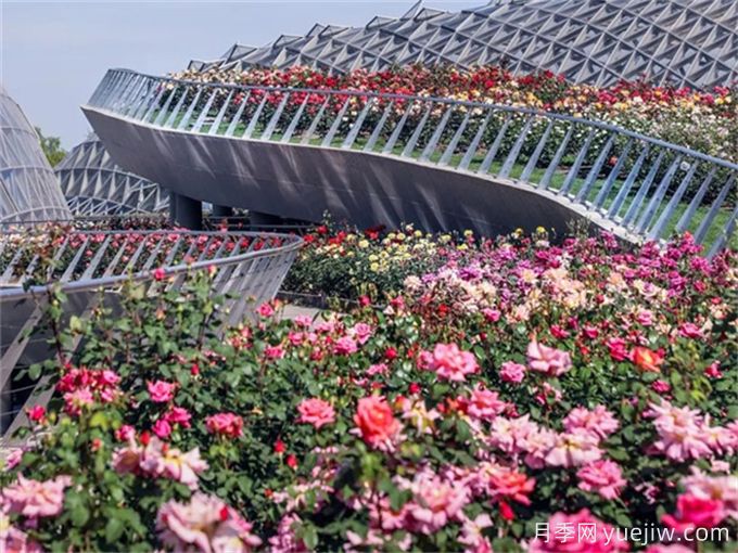 上海月季应用和月季景观(图3)