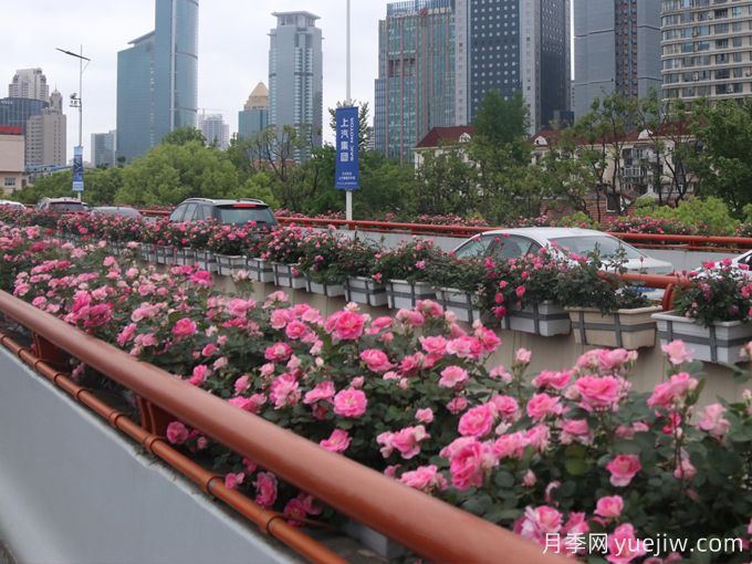 上海月季应用和月季景观(图5)