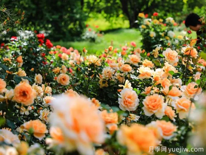 月季名园：北京植物园月季园(图2)