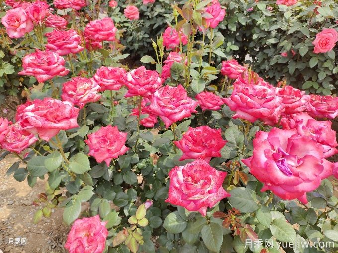 大理月季应用和月季景观(图1)