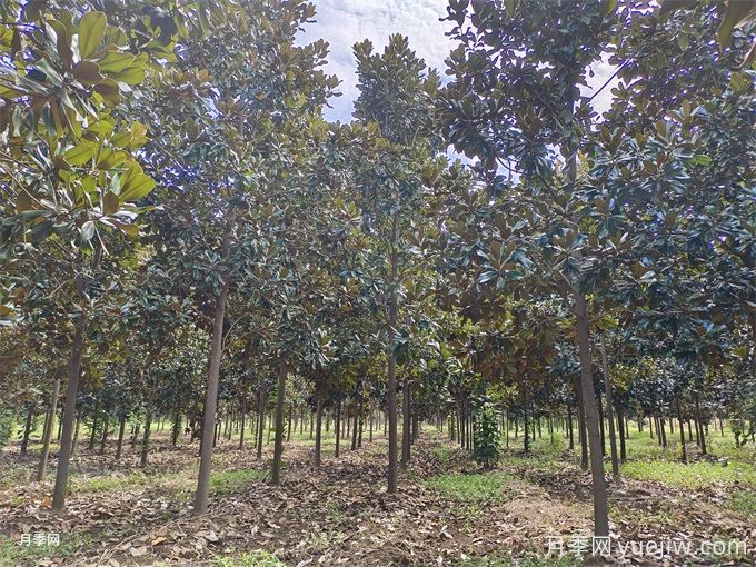 七步法看经济苗木质量(图1)