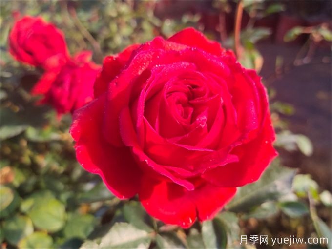 玫瑰哪个品种最香？香味浓郁的玫瑰花品种(图1)