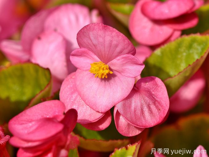 秋海棠品种图片(图1)