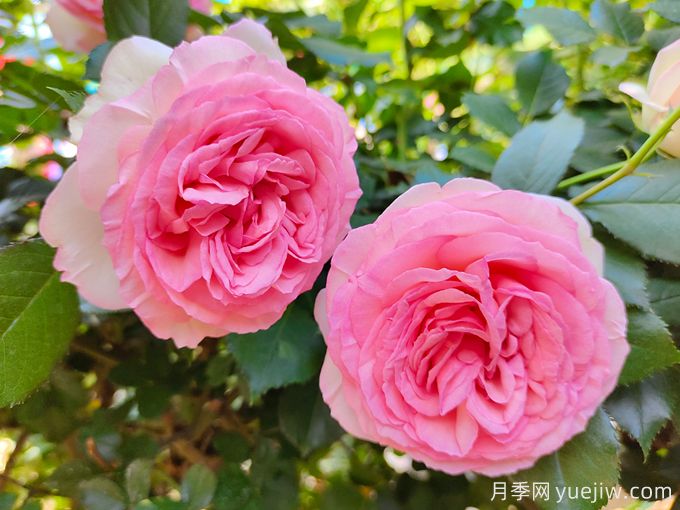 最美花中皇后，10个经典月季品种推荐(图4)