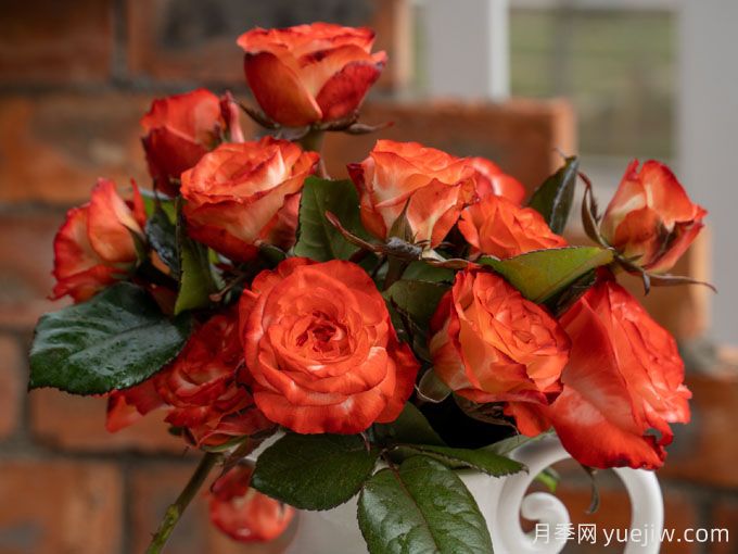 法尔法拉月季Farfalla(图1)