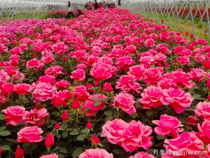 月季最喜欢的氮磷钾肥，植株茂盛，花开爆盆(图1)