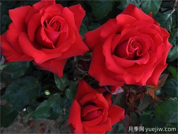 老花友不外传的8个养花绝招(图1)