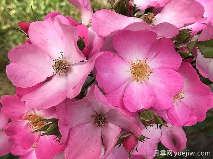 福禄考玫迪兰/福禄考梅迪兰Phlox Meidiland(图3)