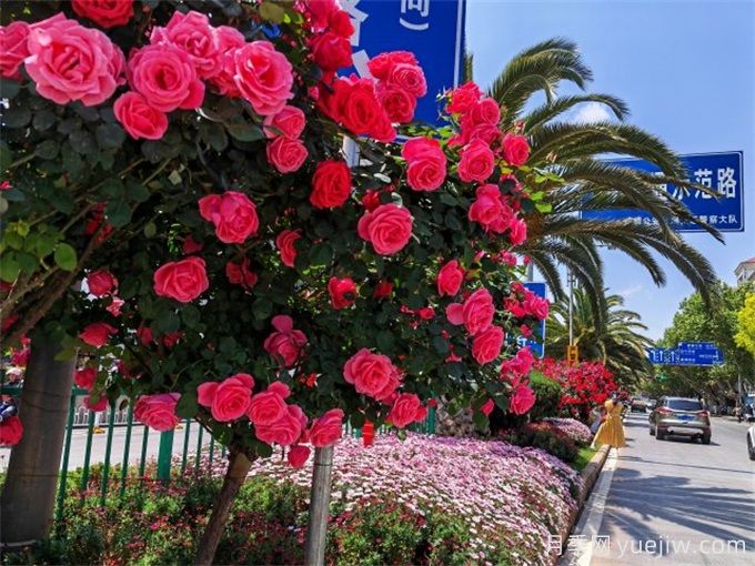 曲靖月季应用和月季景观(图1)